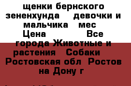 щенки бернского зененхунда. 2 девочки и 2 мальчика(2 мес.) › Цена ­ 22 000 - Все города Животные и растения » Собаки   . Ростовская обл.,Ростов-на-Дону г.